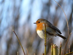 FZ035308 Robin on twig.jpg